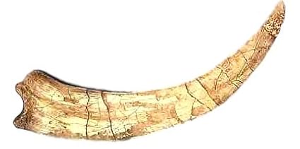 Dinosaur Claw Replica - Therizinosaur - 23"