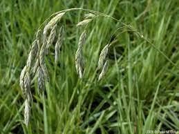 Prairie Brome Grass Seeds (25 Lbs.)