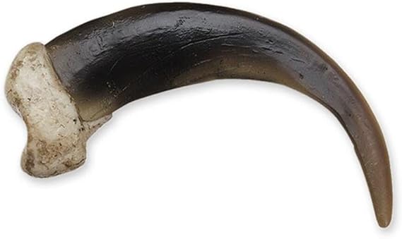 Skulls Unlimited Grizzly Bear Claw, X-Large (10.5cm) (Museum Quality Replica)