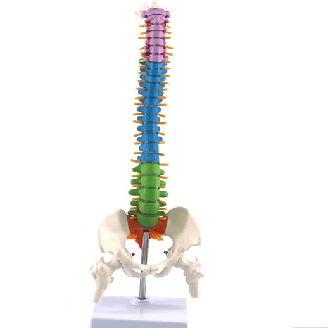 Human Spine Model Flexible Scientific Anatomical Human Skeleton Spine Model Anatomy Model with Pelvis Femur 45cm/17.7in (B)