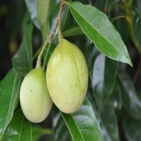 30pcs Green Nutmeg Tree Seeds