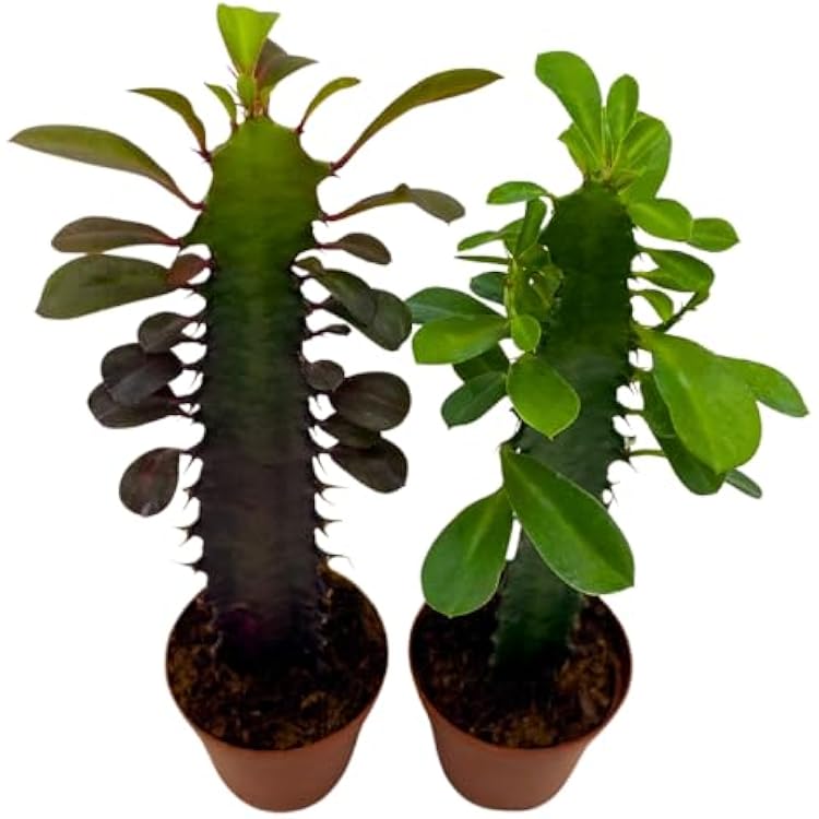BubbleBlooms African Milk Tree Red and Green 2 inch Set of 2 Euphorbia Trigona