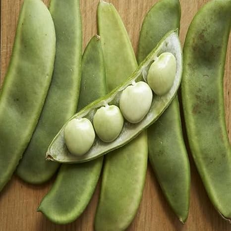 100pcs Lima Bean Vegetable Seeds