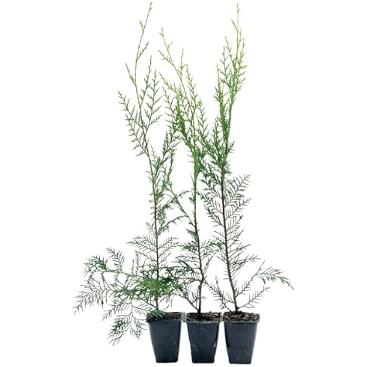 3 Murray Leyland Cypress in 3.5 Nursery Cubes Cupressocyparis leylandii Murrayii | Fast-Growing Evergreen Conifer Tree for Privacy Screens, Windbreaks & Borders | Ready-to-Plant