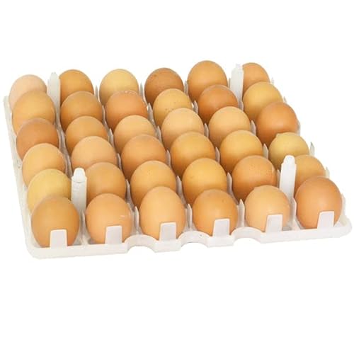 Hatching Time Egg Setter Tray 36 Chicken Eggs, Good Fit, Durable, Washable, Easy to Clean, ABS Plastic