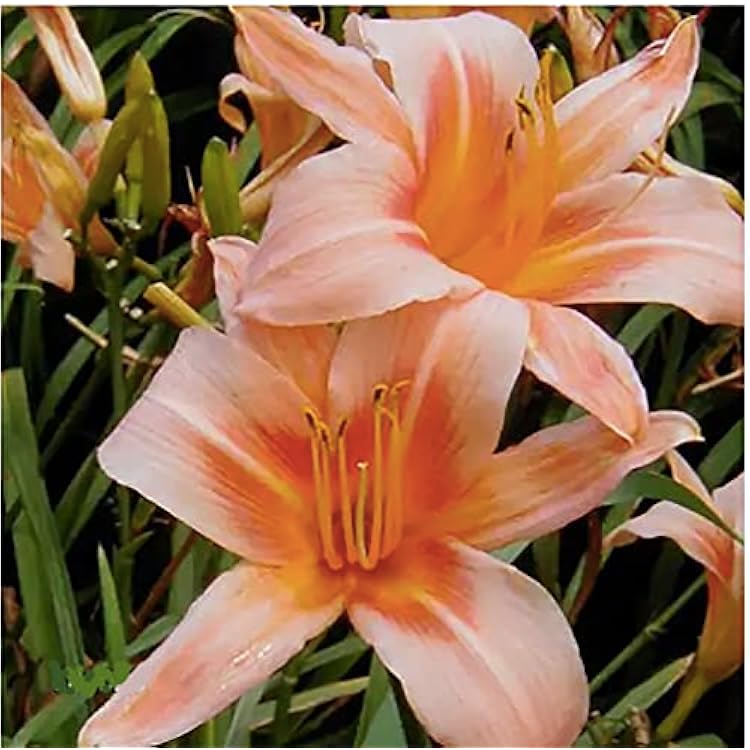 Pink Daylily - Bare Root Plant, Hardy Perennial for Zone 4, Delicate Pink Blooms, Low Maintenance, Ideal for Full Sun or Partial Shade, Perfect for Garden Borders & Landscapes