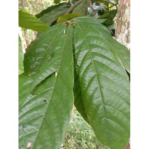 Daun CoklatKakao - Theobroma cacao L. Dried Leaf 80 Gram