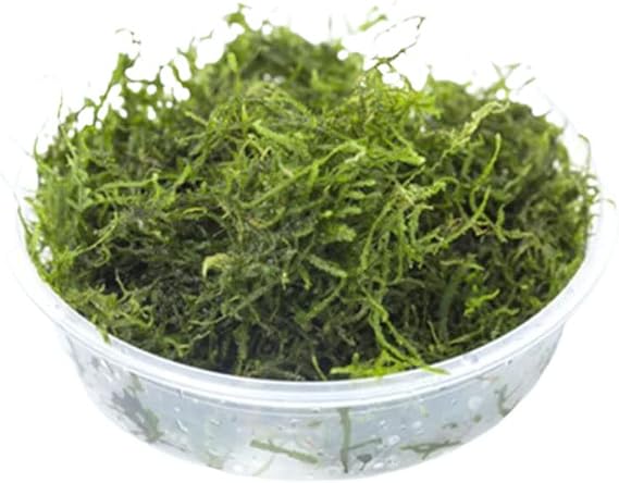 Flame Moss (Taxiphyllum 'Flame')