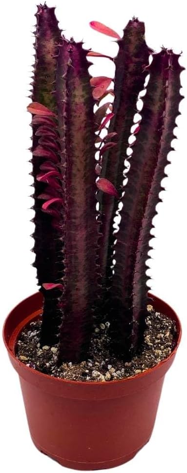 BubbleBlooms Red African Milk Tree in a 6 inch Pot Euphorbia Trigona, All red