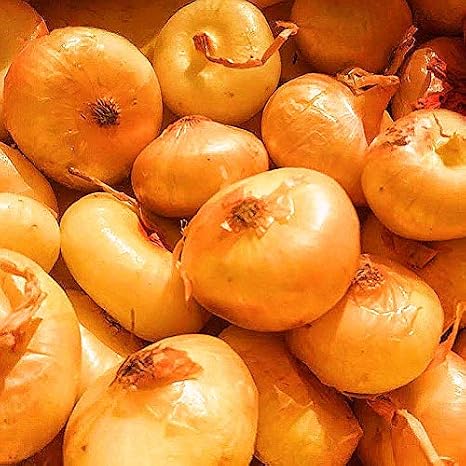 Kejora Fresh Cipolline/Cipollini Onions (24 oz / 1.5 lbs)