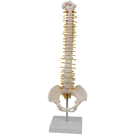 Human Spine Model with Vertebrae Nerves Arteries and Pelvis with Stand Anatomical Skeleton Spine Model for Teaching Study and Classroom Display