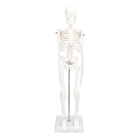 Mini Skeleton Model PVC with Movable Arms Legs and Stand, Detailed Human Body Skeleton Model for Students, Chiropractors, Physical Therapists, Artists, Classroom, Clinical