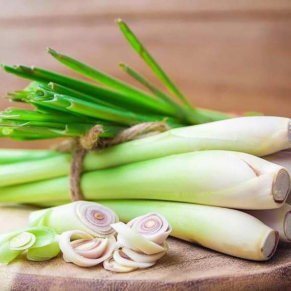 Seeds Herb Lemongrass - 50 Seeds