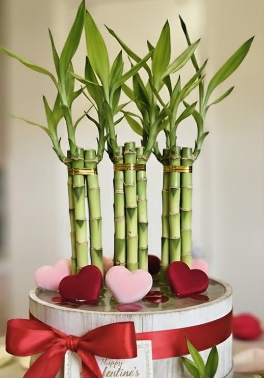 Lucky Bamboo 6 Healthy Plants, 8 inches, Tied in Gold Wire