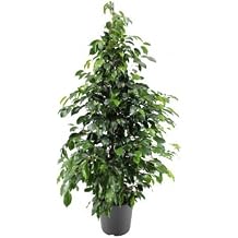 Benjamin Bitkisi 100 110 Cm Ficus Benjamina Ofis Bitkisi Ev Bitkisi Salon Bitkisi
