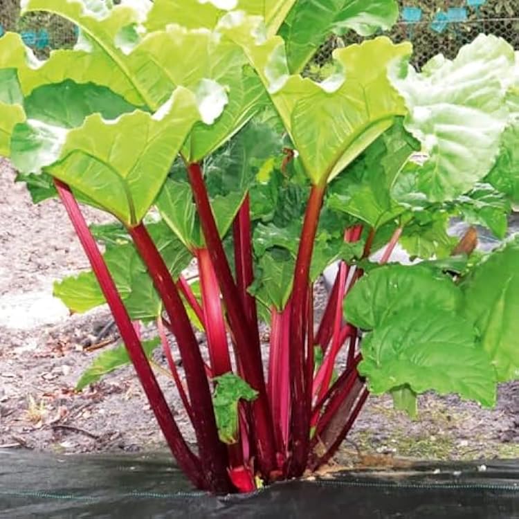 Victoria Rhubarb Crown for Planting Hardy, Sweet & Tart Rhubarb for Your Garden | Easy-to-Grow & Fast-Growing Perennial 1 Pack
