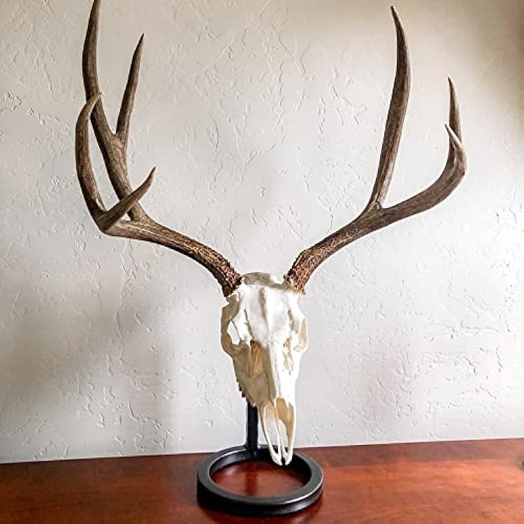 Table Bracket European Skull Hanger Mount Kit - for Whitetail and Mule Deer Sized Game - World's Strongest Skull Hanger Holds Over 100 Pounds - Available in Oil Rubbed Bronze