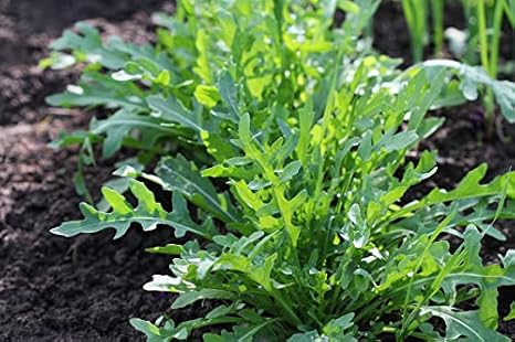 Organic Arugula Seeds (Eruca vesicaria) 500 Seeds (1 Grams) Rocket, Roquette - Spicy Fast Growing Salad Greens for Fall and Winter Planting by Smoke Camp Crafts