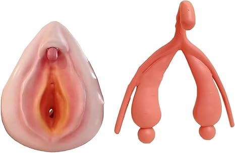Vulva/Clitoris Combination Model 2 in 1 Women Reproductive Model System for Intuitive Teaching
