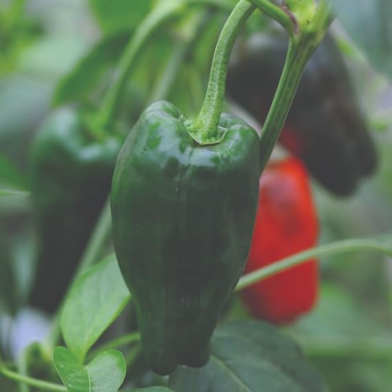 Chilli Pepper 'Padron' – Tapas Pepper Mild to Medium Heat 1 Packet x18 Seeds By Suttons