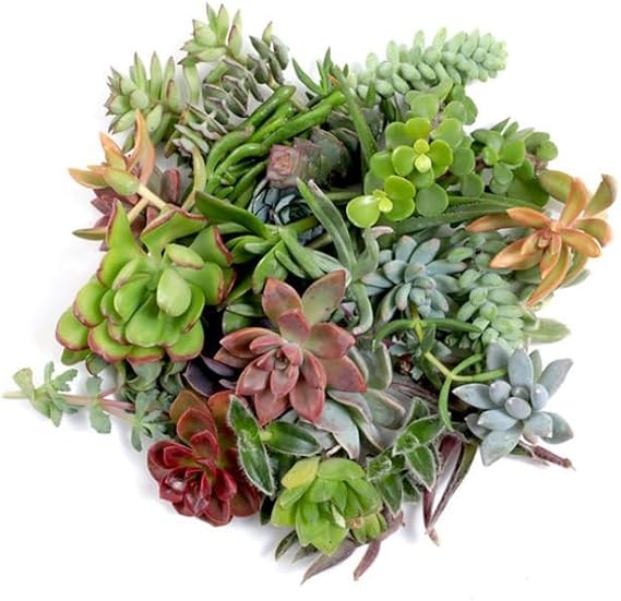 Assorted Succulent Cuttings Pack (30)