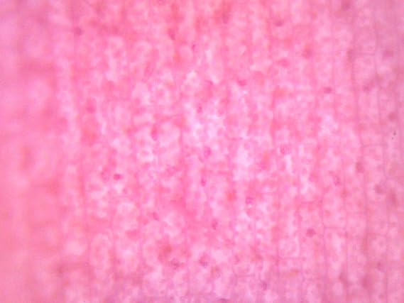 EISCO Elodea, Submerged Leaf - Prepared Microscope Slide - 75 x 25mm - Microscopy