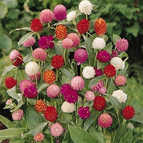 Gomphrena Globosa Karışık Renkli Medine Çiçeği Tohumu (50 tohum)