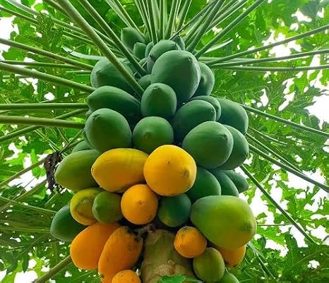 90pcs Papaya Fruit Seeds Organic