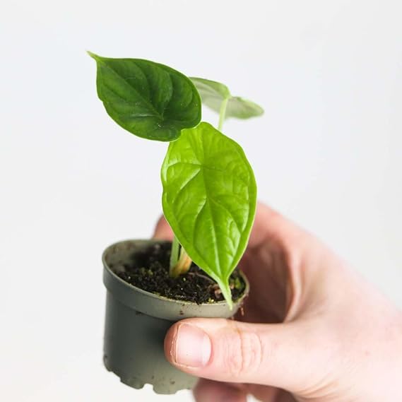 Alocasia 'Dragon Scale' Alocasia 'Dragon Scale' - Rare Indoor Plant with Stunning Textured Foliage - Easy-Care 6cm