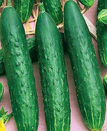 Seeds Indoor Cucumber April F1 Self-Pollinated 40 Days Pickling Giant Long Vegetable Non GMO