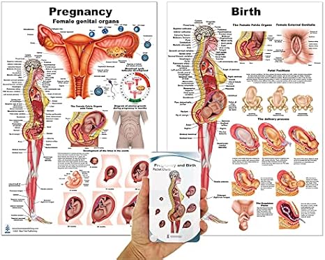 Blue Tree Publishing Pregnancy and birth Poster and Pocket Chart Set