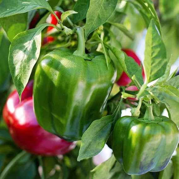 TomorrowSeeds - California Wonder 300 TMR Bell Pepper Seeds - 500+ Count - for 2026 Planting Green and Red Peppers Large Sweet Reliable Productive Heat Tolerant Vegetable Heirloom Grow Your Own Home