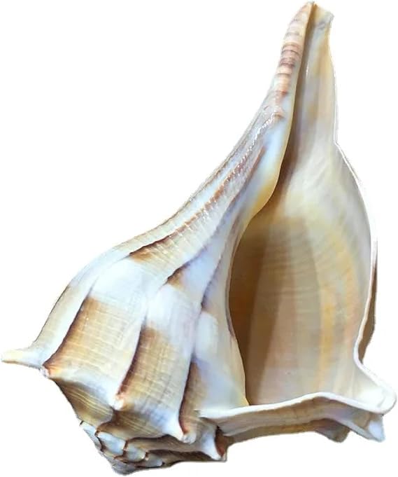 Sea Shells for Crafting,1Pcs Shell for Fish Tank Landscaping,Conch Whistle,Window Decorations 13-14cm