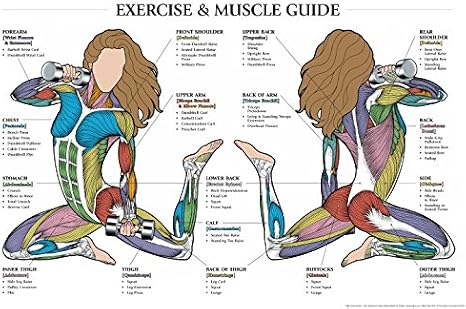 Fitnus Chart Series Exercise and Muscle Guide (Female) 2005