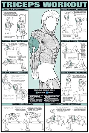 ALGRA Triceps Workout 24" X 36" Laminated Chart