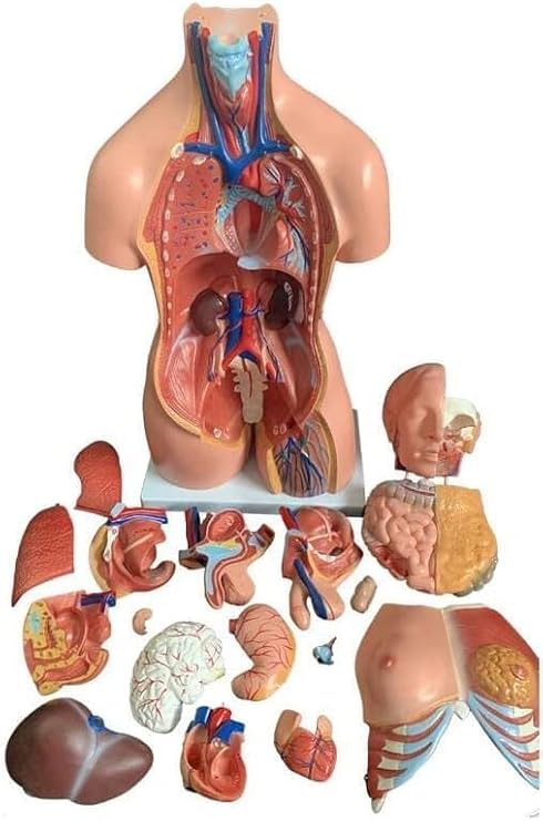 Human Body Deluxe Musculature Model, 23 Removable Parts 85cm Education Organs Model, Life Size Anatomy Torso Unisex Doll Medical Torso for Medical Students Science Learning Study.