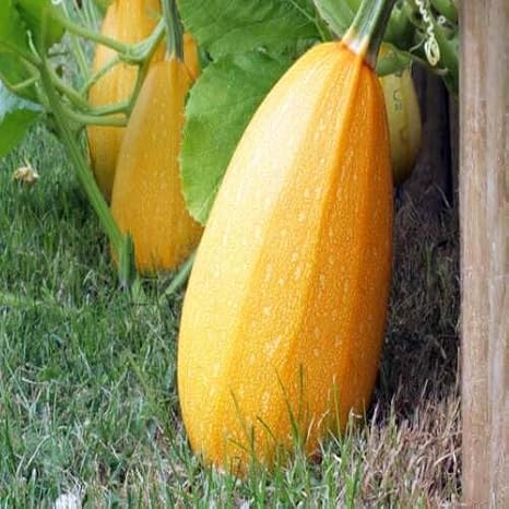 15pcs Spaghetti Squash Vegetable Seeds