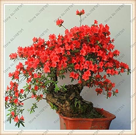 1 : Bonsai Tree Japanese Sakura Seeds. Rare Japanese Cherry Blossoms Flowers Seeds in Bonsai,Pink Prunus Serrulata 15 Seeds/Pack