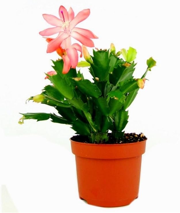 Videolu Açık Pembe Yılbaşı Çiçeği Kaktüsü 1 Adet Saksılı 10-20Cm Ev Salon Bitkisi (Pink Paskalya)