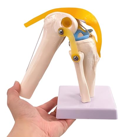 Life-Size Knee Joint Model with Ligaments Flexible, Hand-Painted Anatomical Structure for Teaching & Demonstration PVC Material, 12 Inches Tall