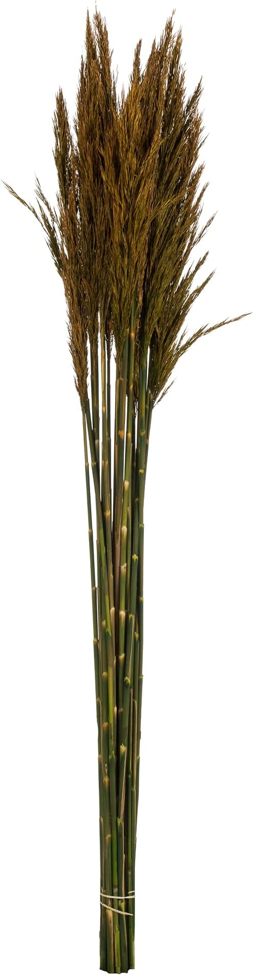 Afloral Dried Plume Reed Grass in Aspen Gold - 36-40"