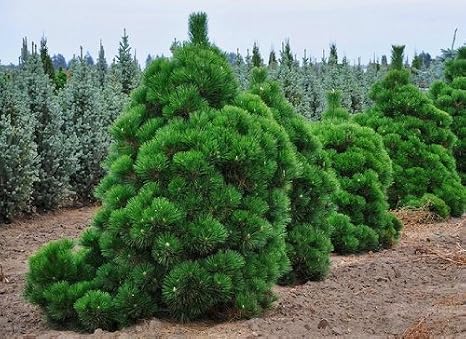 Thunderhead Pine 3 - Year Graft