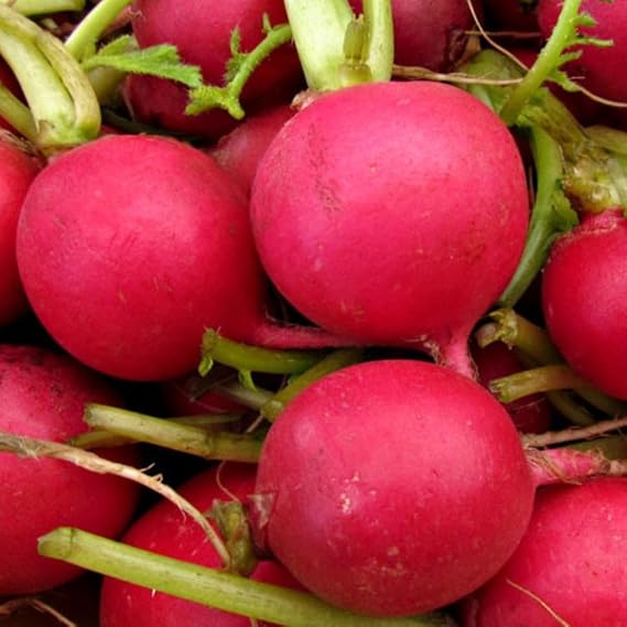 TomorrowSeeds - German Giant Radish Seeds - 900+ Count - for 2026 Planting Large Red Globe Radishes Big Crimson Non-GMO Garden Heirloom Vegetable Grow Your Own Home Farm Patio Healthy Sustainable