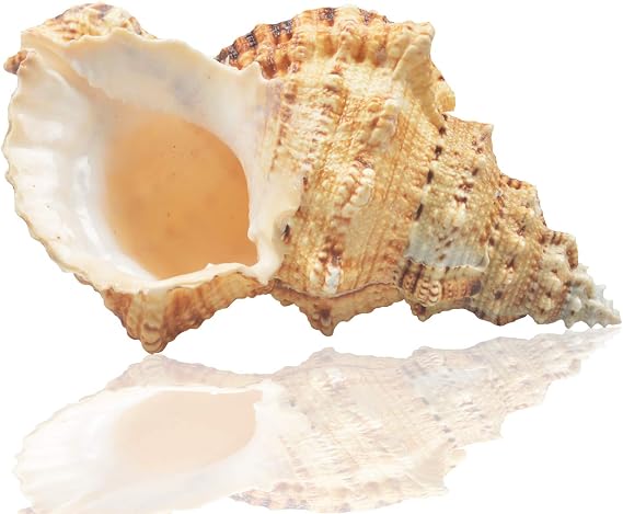 Large Natural Sea Shells, Murex Ramosus shells, Huge Ocean Conch 18-20 cm Jumbo Seashells Perfect for Wedding Decor Beach Theme Party, Home Decorations,DIY Crafts, Fish Tank and Shell Collectors (5)