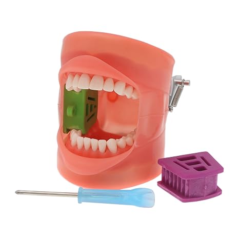 Dental Typodont Model Kilgore NISSIN 200 Removable 32Pcs Screw-in Teeth Model Simulated Cheek for Dental Students Practice Study Dentist Trainning Teeth Model (M-8012 & MP-1 KIT)