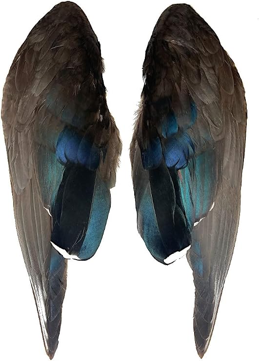 Complete Duck Wings per Pair (#1 Grade Wood Duck Wings)