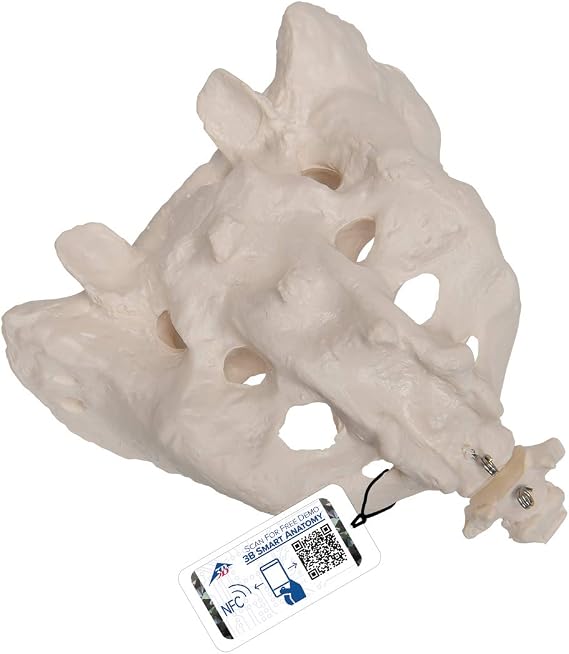 3B Scientific A70/6 Sacrum and Coccyx Model, 7.9" x 5.9" x 5.9"
