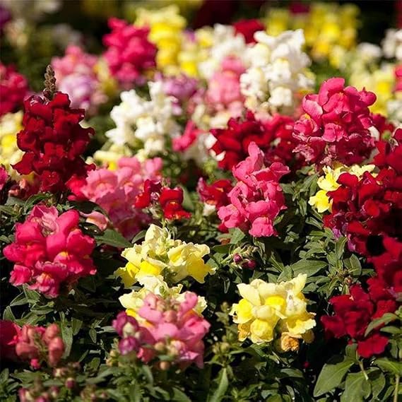 Mountain Valley Seed Co Floral Showers Snapdragon Mix Seeds ~100 Seeds