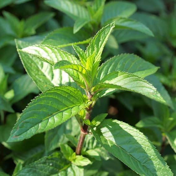 PREMIER SEEDS DIRECT - HERB Peppermint - Mentha PIPERATA - 6000 Finest Seeds