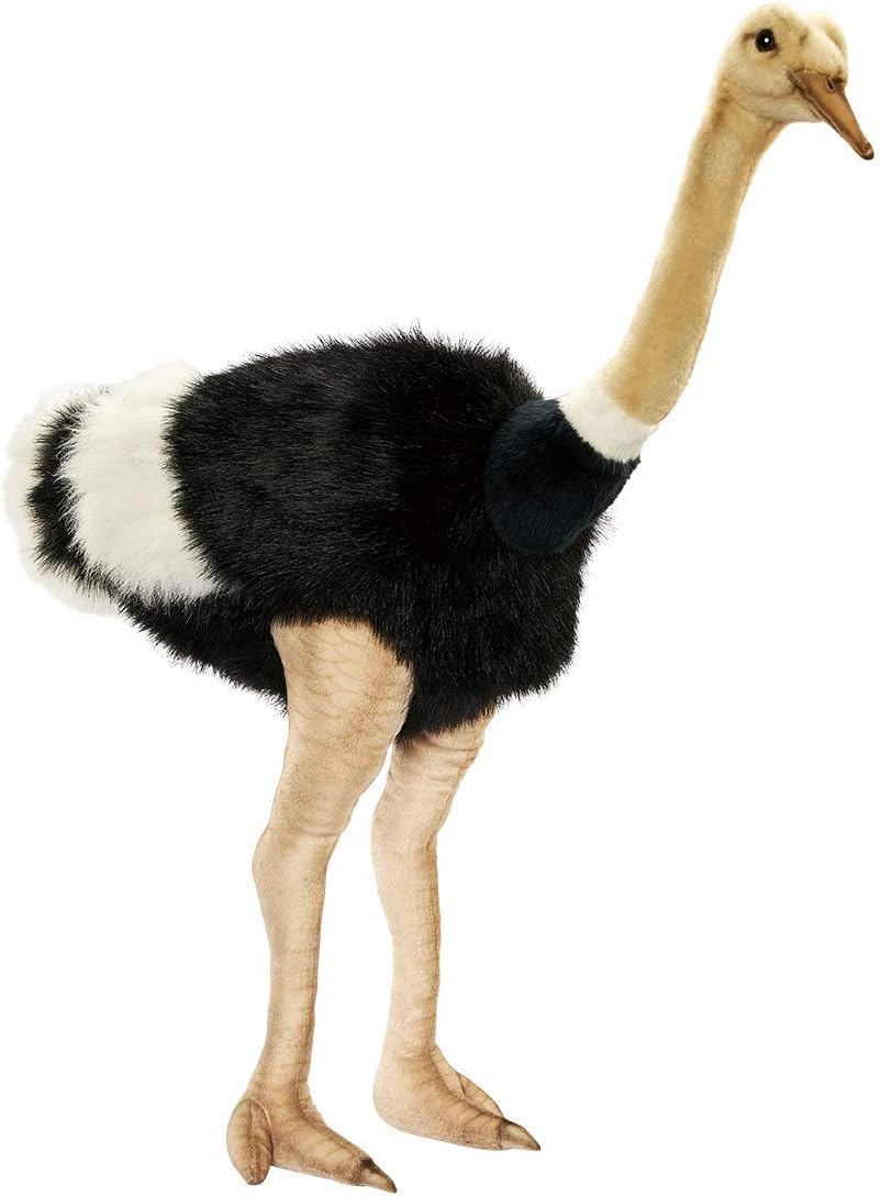 Hansa - Male Ostrich 3268